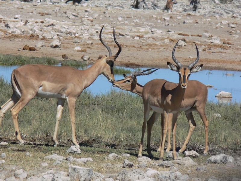 Africa Nature Animals (47)
